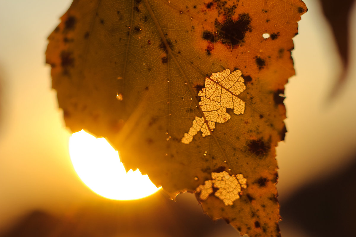 autumn sunset - Александра Надёжкина