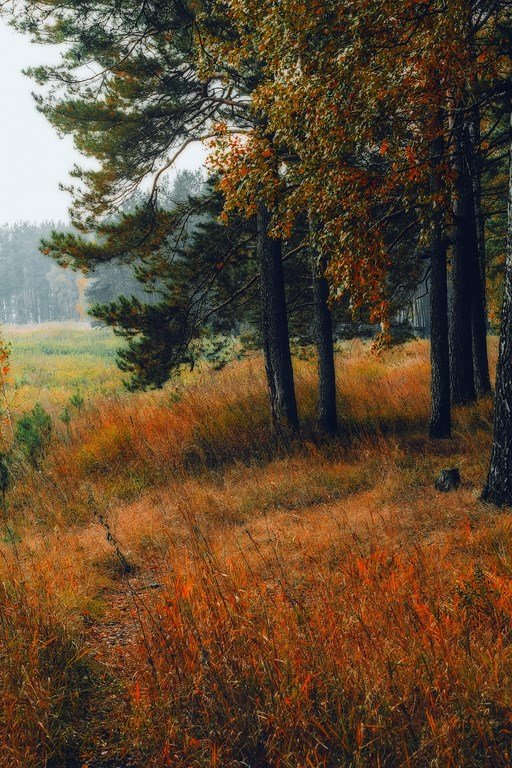 autumn - Андрей Афонасьев