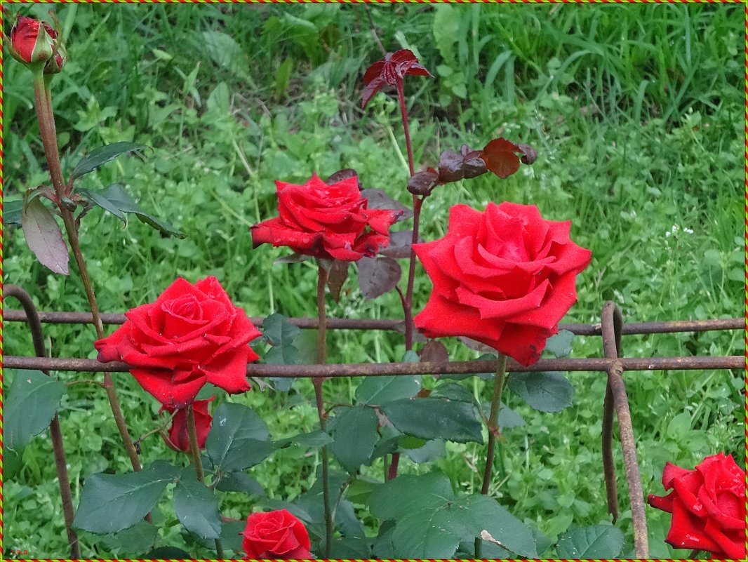 Розы в Свято-Юрьев мужском монастыре - Вера 