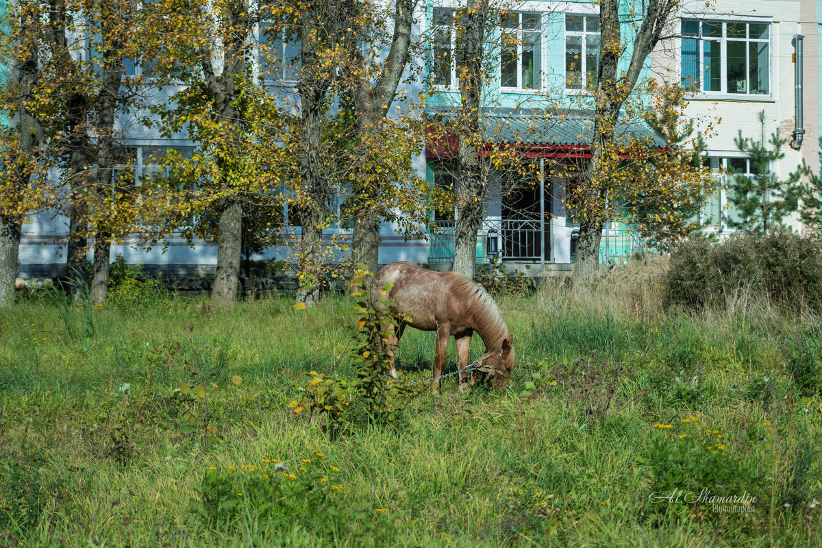 /// - Александр Shamardin