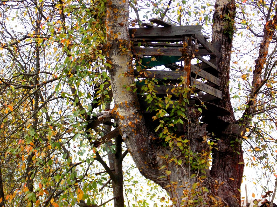 Старый домик на дереве. :: Фотогруппа Весна – Социальная сеть ФотоКто