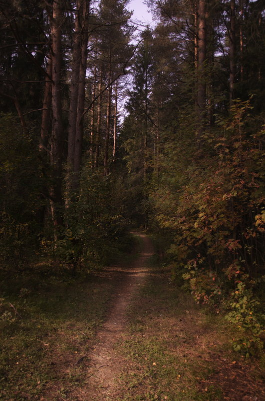 Вечер в лесу. - Валерий Стогов