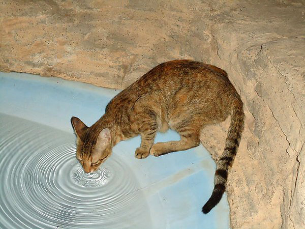 Египетская кошка - Ирина 