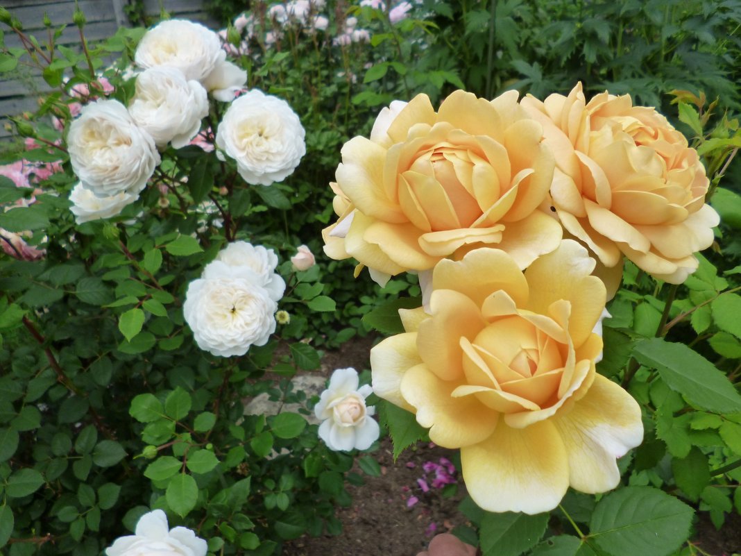 розы Golden Celebration и  Crocus Rose - lenrouz 