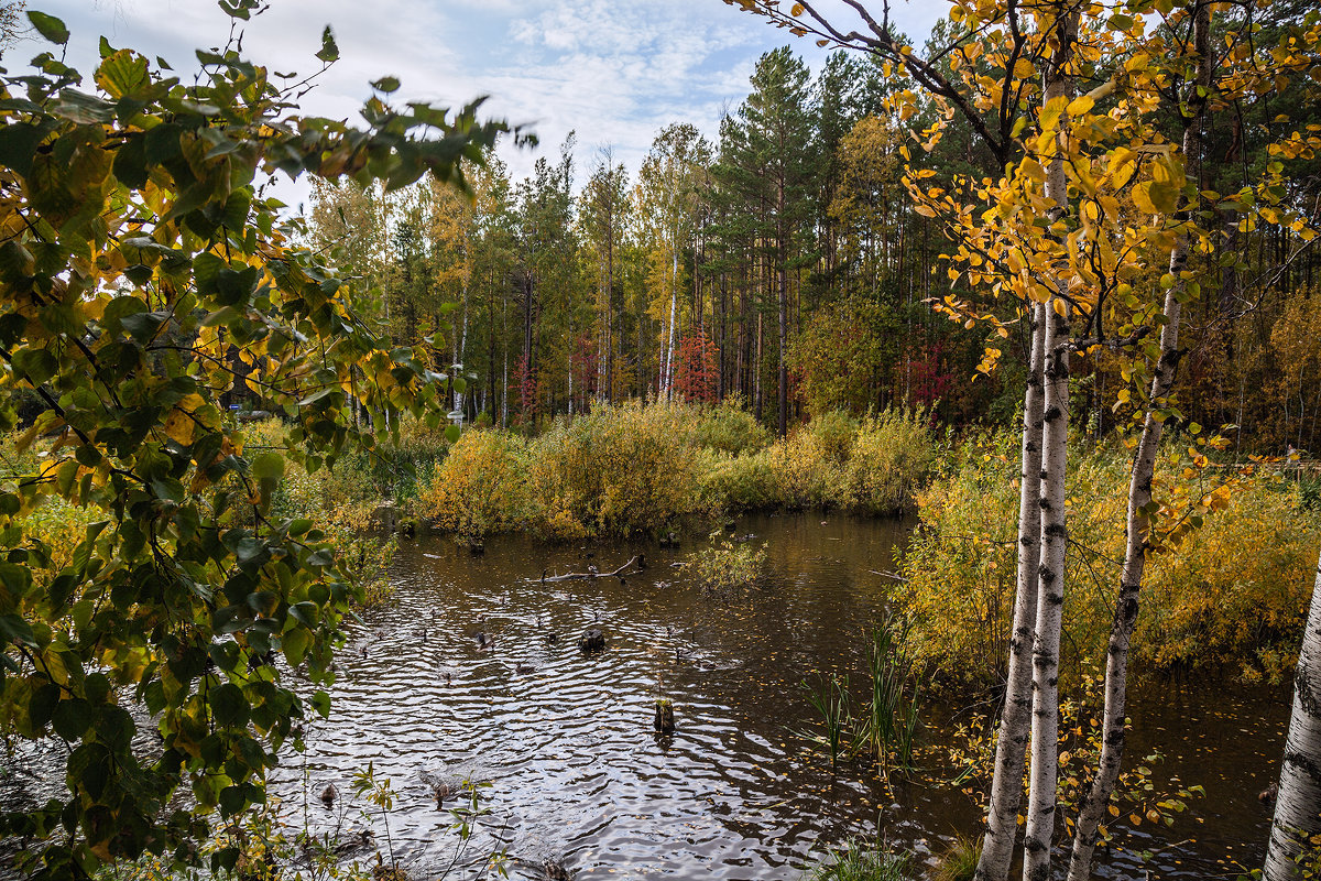 Осень. Утиный пруд в Академгородке. 22.09.2014. Canon EOS 5D Mark II. - Vadim Piottukh 