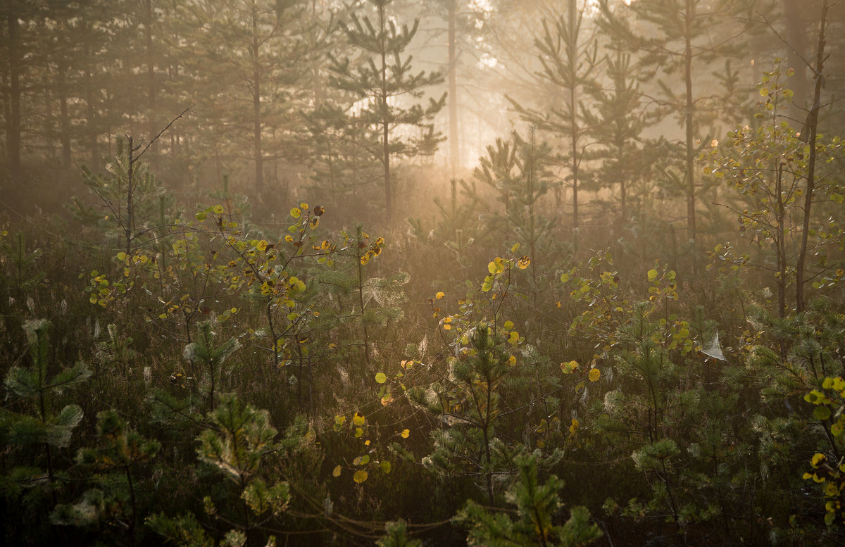 утро в лесу - Наталья Калягина