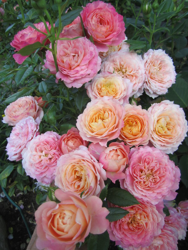 роза Briosa - lenrouz 