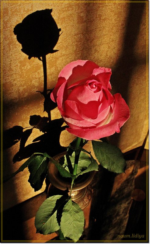 Роза в полумраке - Лидия (naum.lidiya)