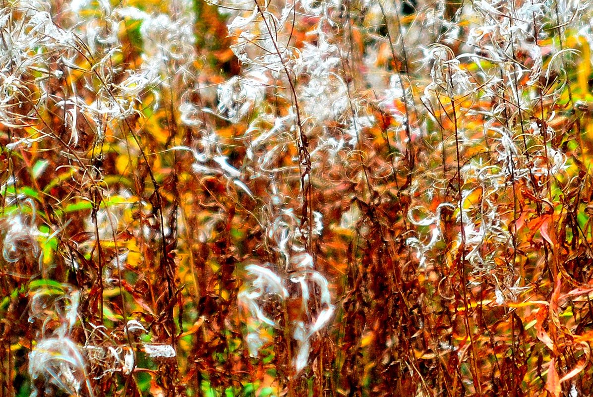 Художница-Осень.../картина вторая/ - Андрей Вестмит