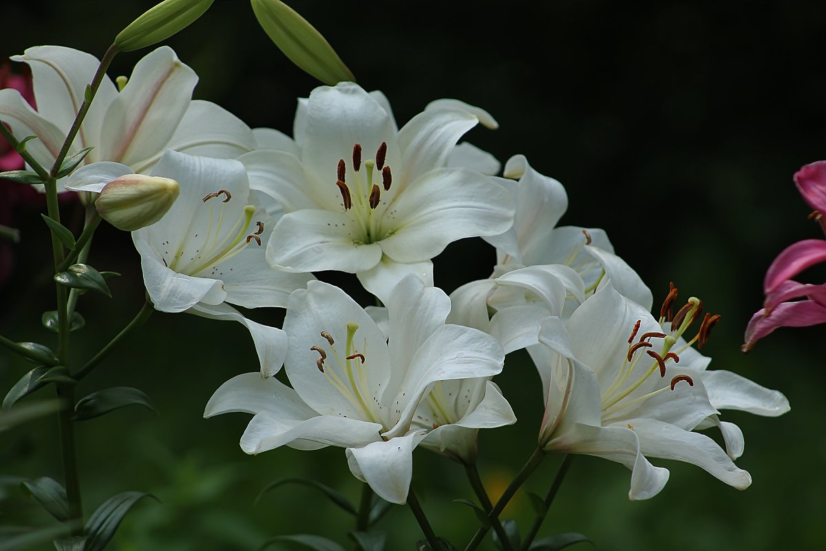 Белые лилии - GALINA 