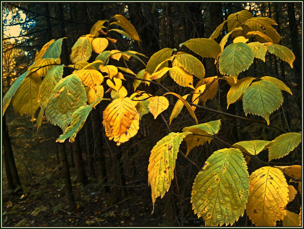 Осенний лес играет красками.. - Любовь Чунарёва