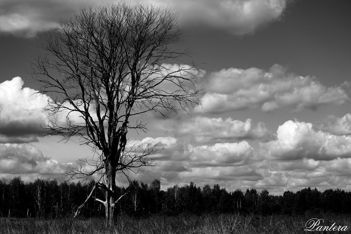 Могучие дерево - Кристина Щукина