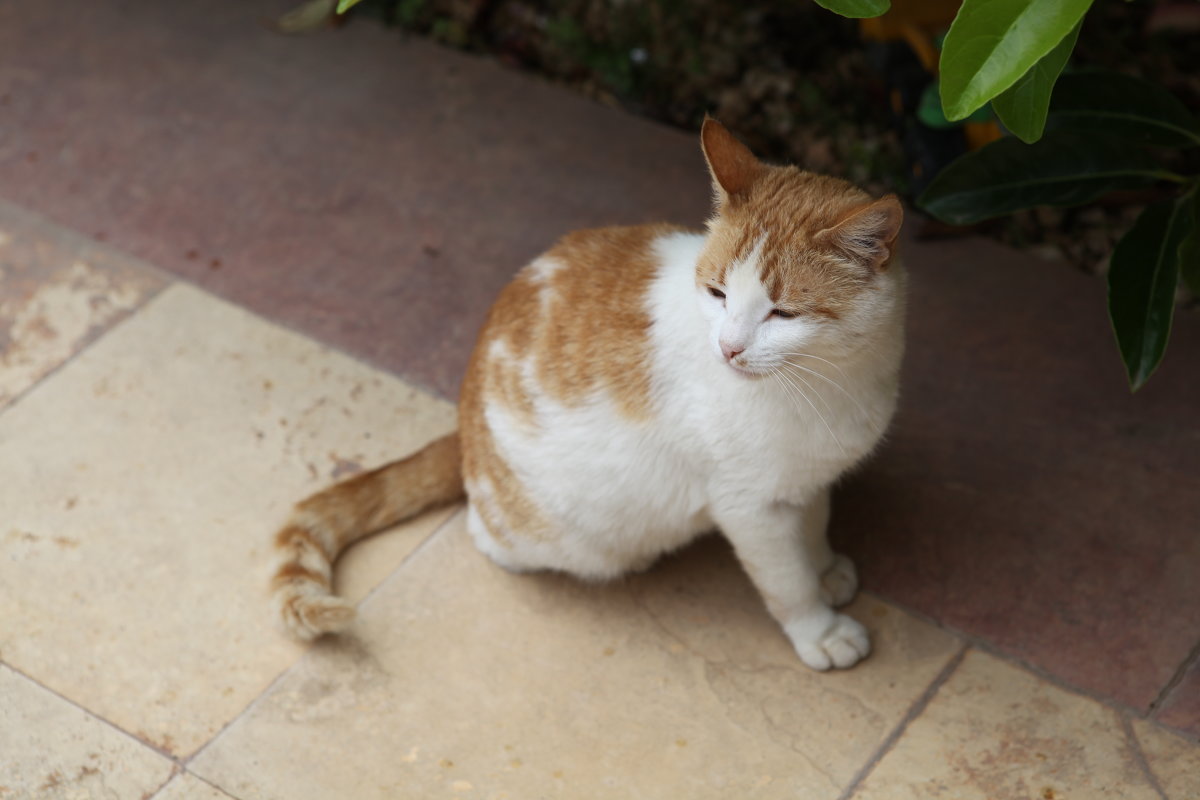 Турецкая кошка - Артем Бардюжа