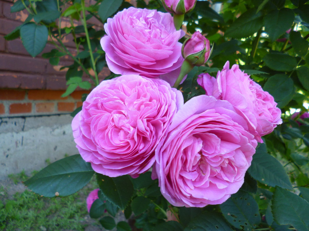 Бурбонская роза Louise Odier - lenrouz 