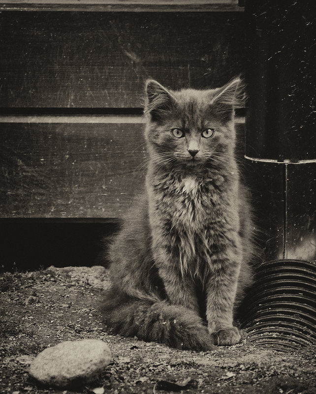 Портрет кота - Елизавета Вавилова