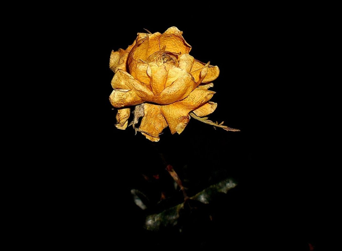 Увядшая роза тоже прекрасна... - Сергей Петров