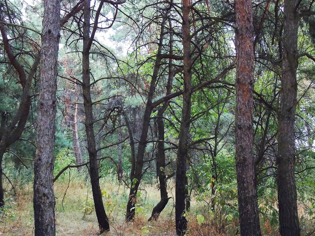 лес - Василий Платонов