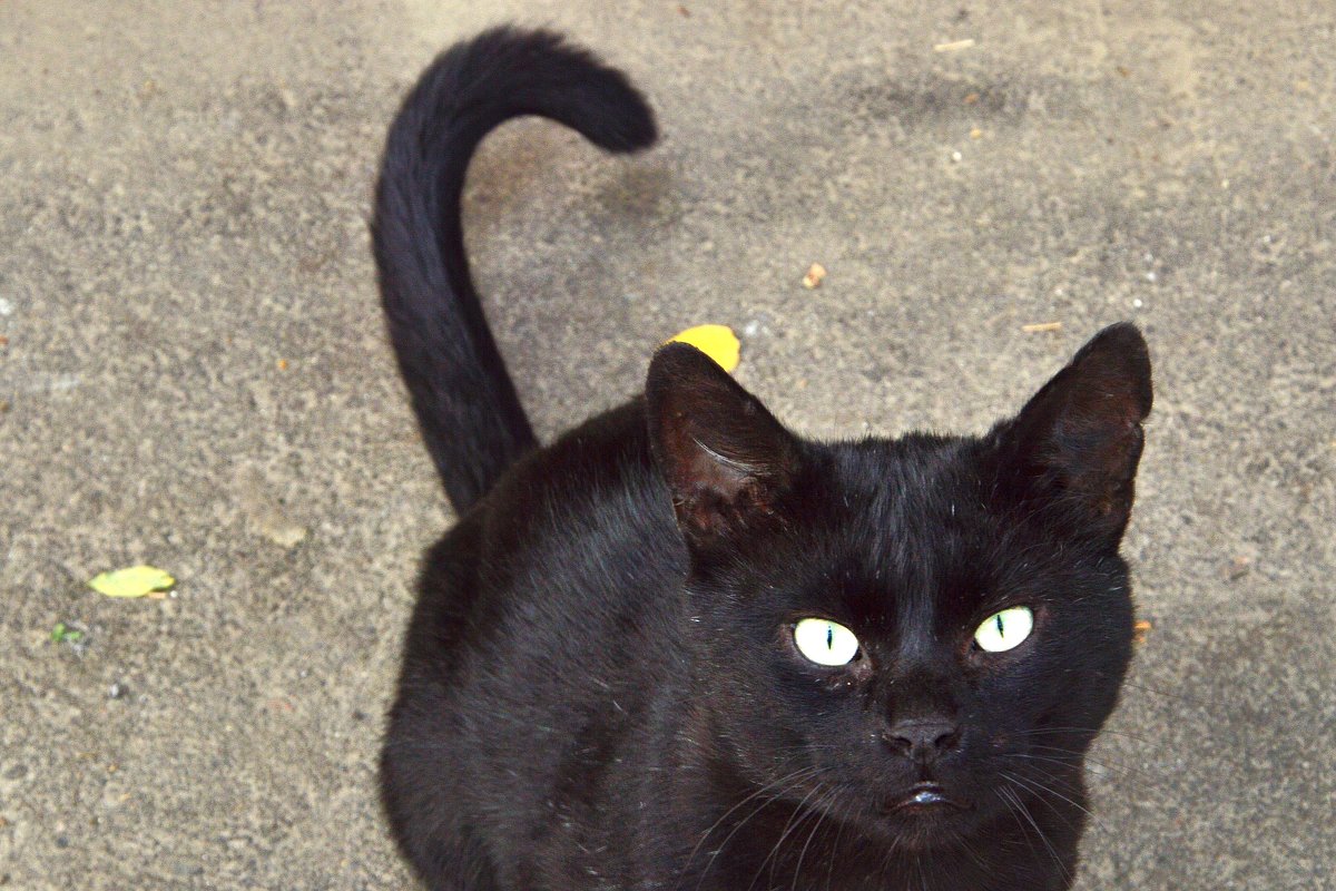 чёрная кошка - Игорь Попов