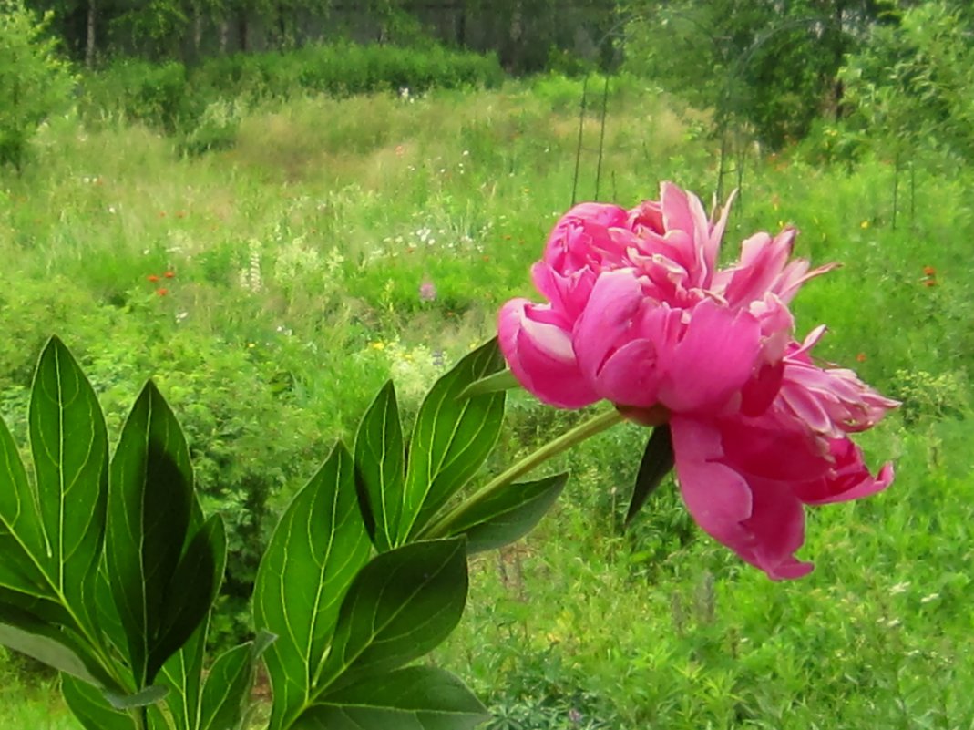 Цветок июня - Елена Palenavi