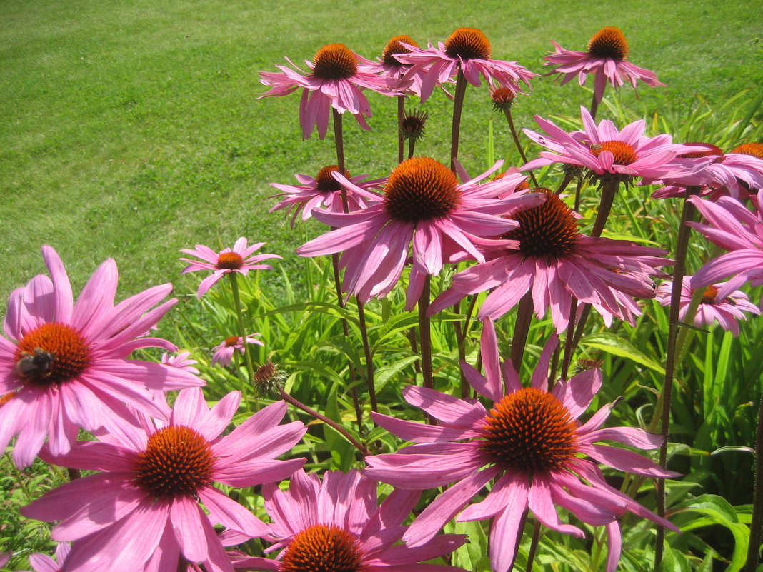 Echinacea purpurea - laana laadas