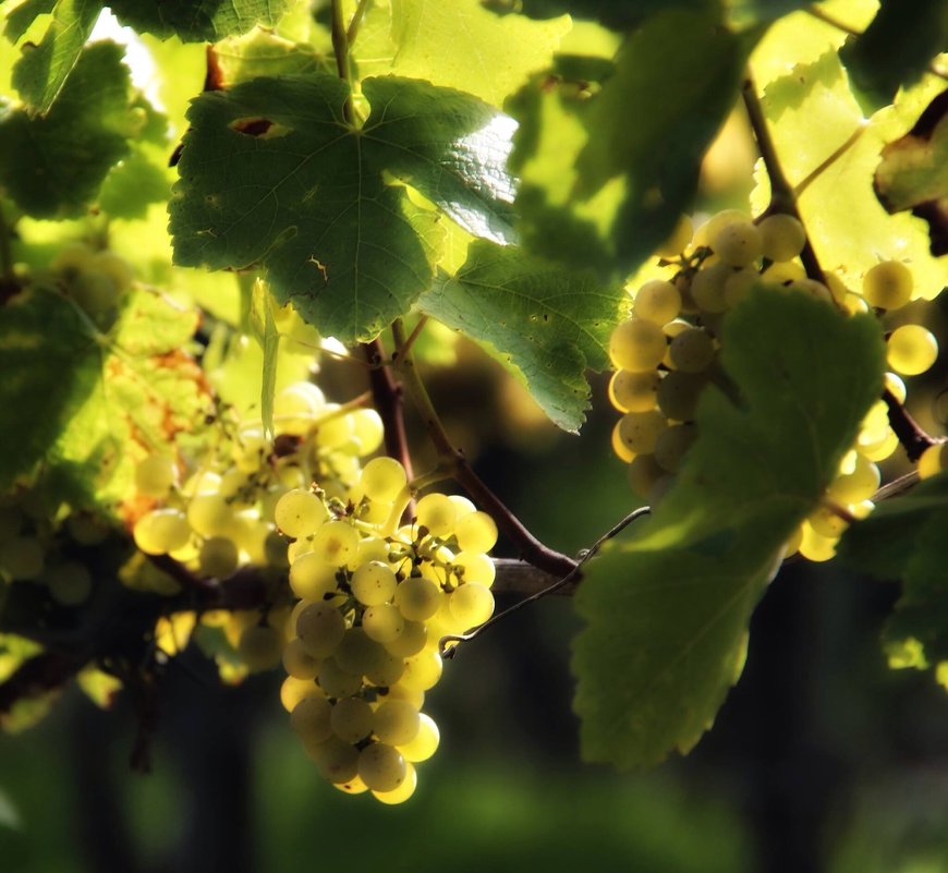 "Винный " виноград - natalia 
