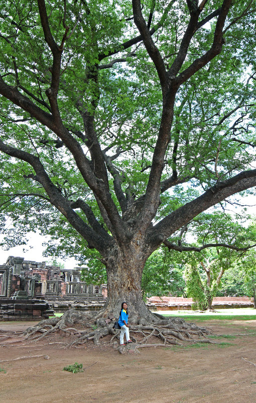 Таиланд. Корат. Это дерево посадили строители древнего города - Владимир Шибинский