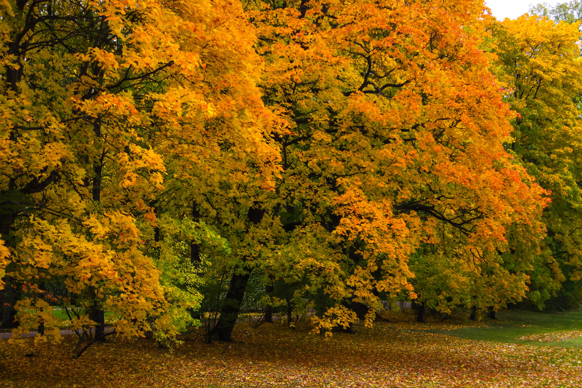 Осень в парке - Денис Матвеев
