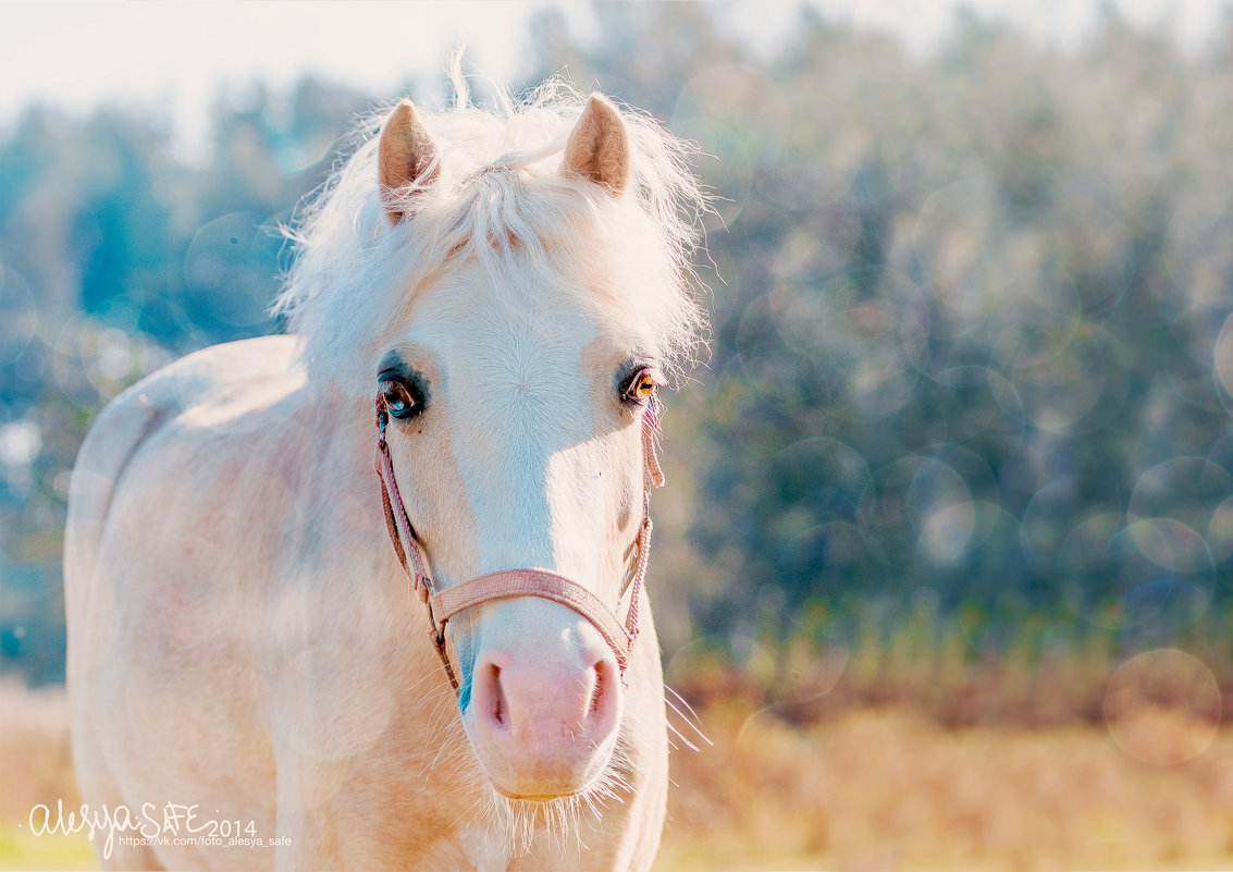 В каждой лошади скрывается своя магия… - Alesya Safe