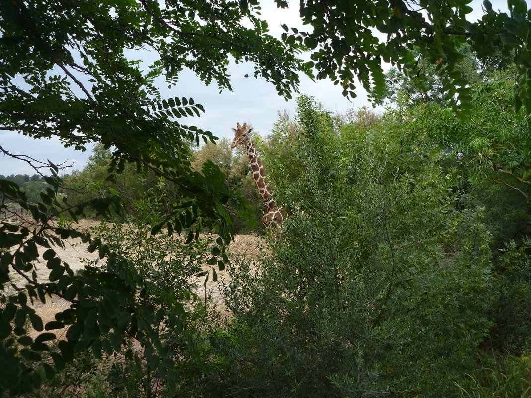 ЕМУ ВИДНЕЙ - Лариса Корженевская