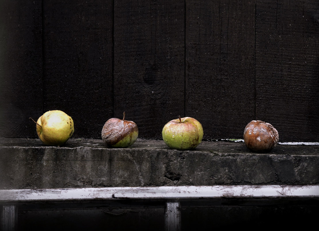 nature morte - sv.kaschuk 