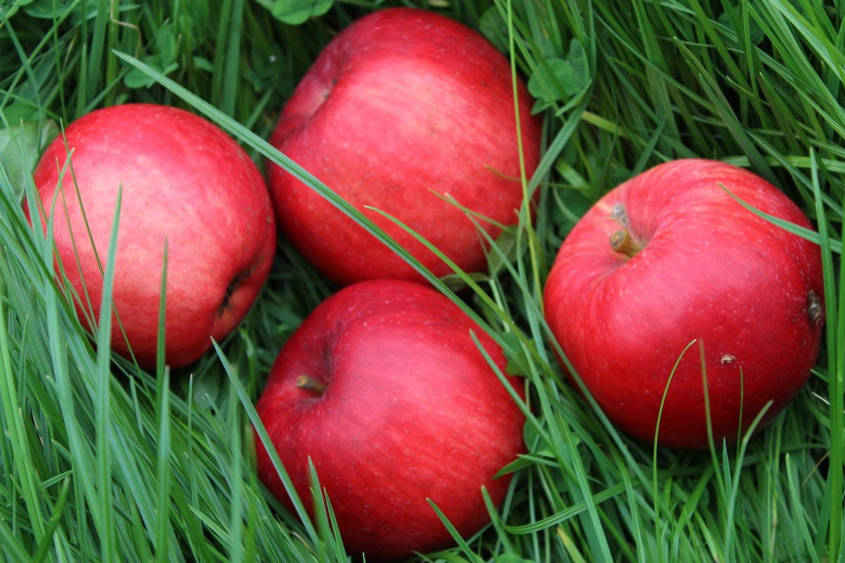 Осенние яблоки - Mariya laimite
