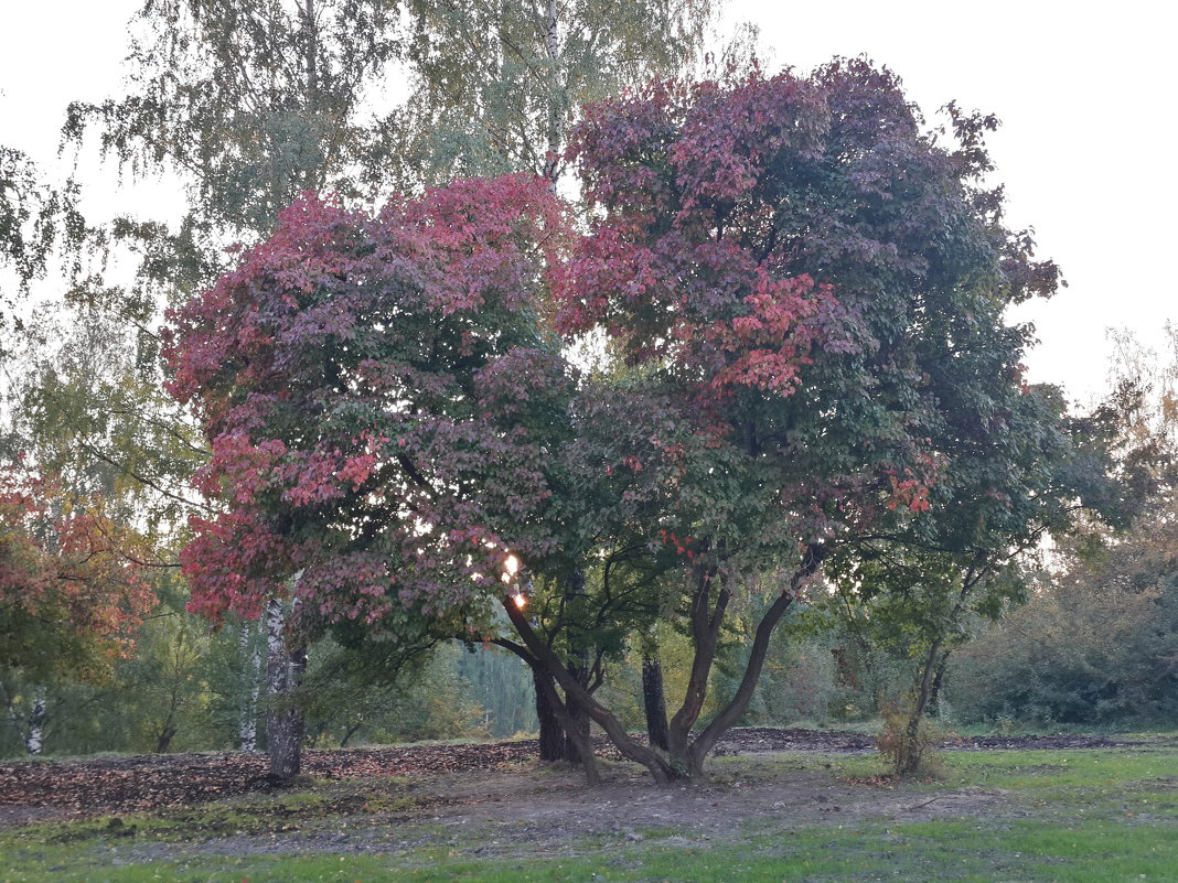 ... - Нина Прокофьева