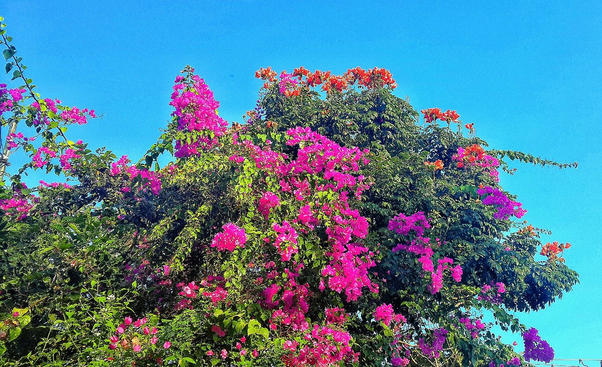 цветут деревья на Бали - Alexander Romanov (Roalan Photos)