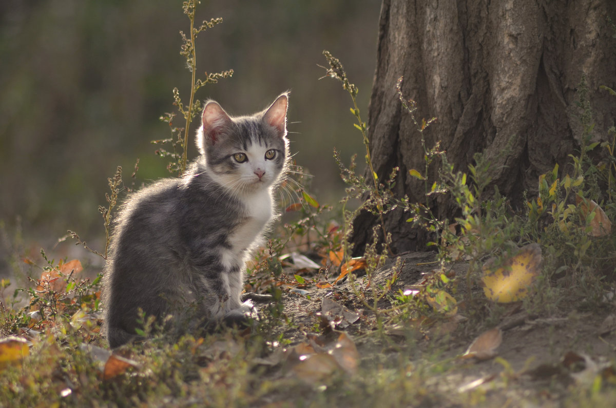 Осенняя сказка про котенка - Надежда Корнилова