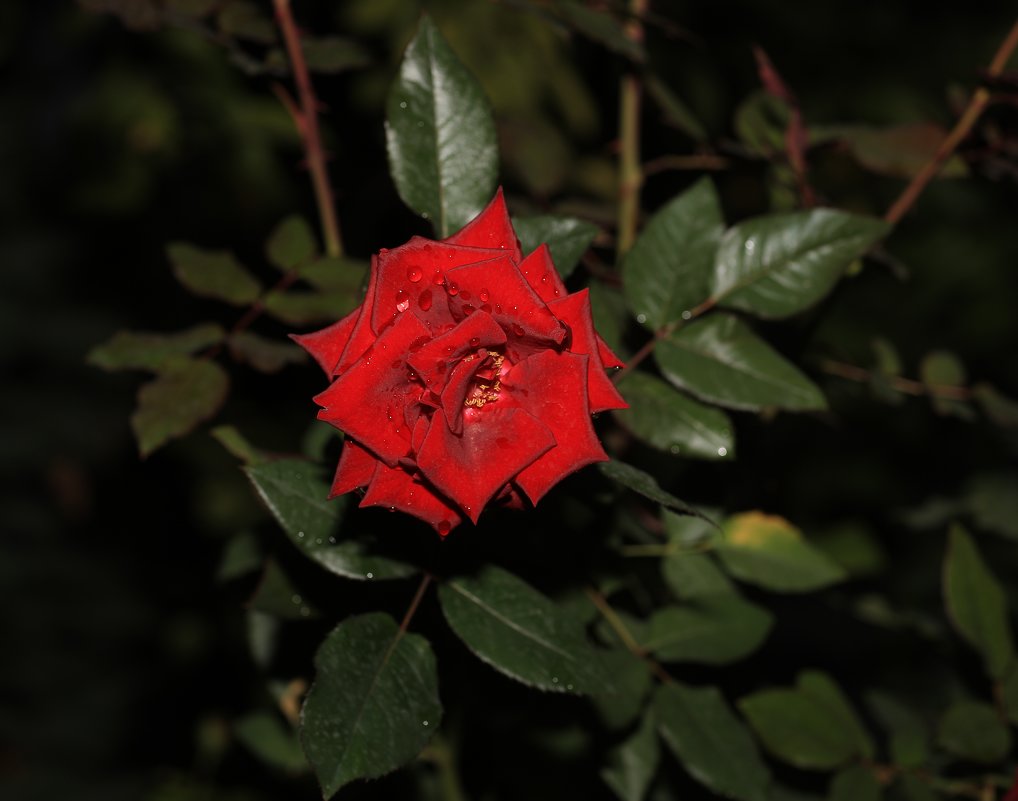 ночная роза фото