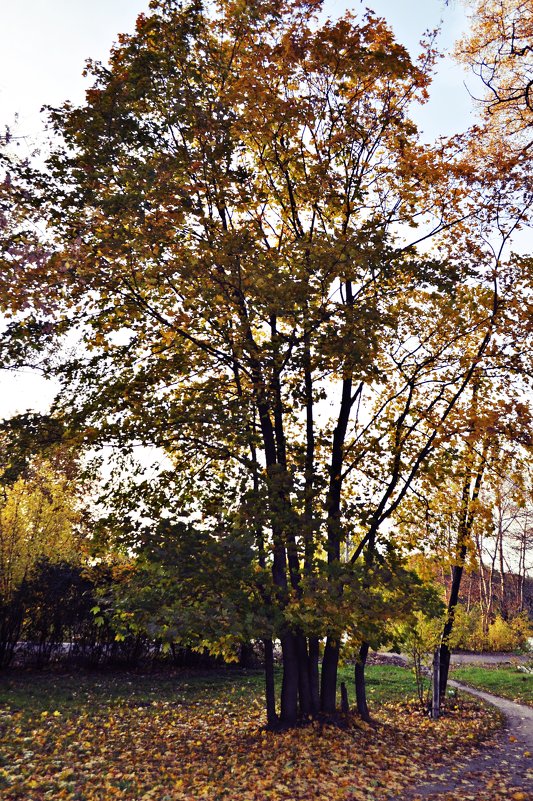 Осеннее дерево - Елена Евстигнеева