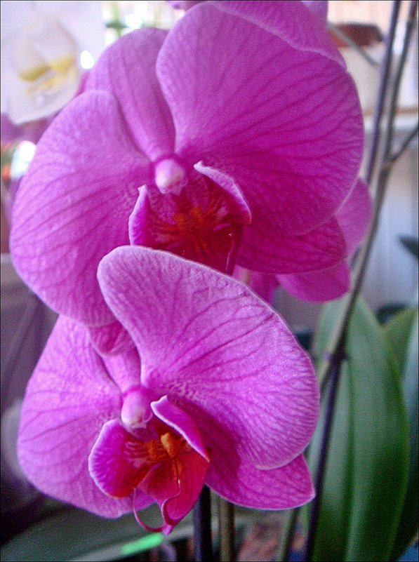 Прелестница орхидея - Нина Корешкова