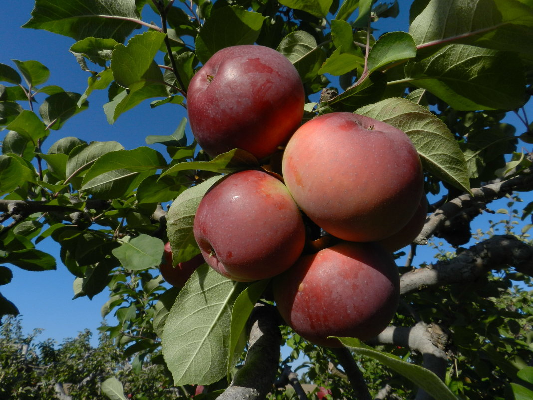 Поездка в яблоневый сад под Торонто... - Юрий Поляков