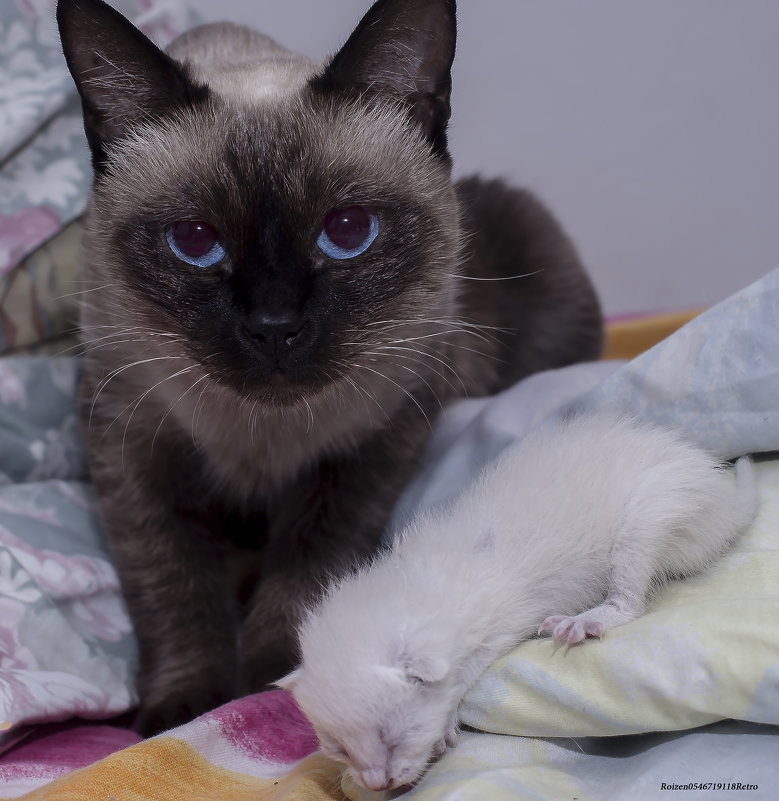 Бой за кровать--из серии кошки очарование моё! - Shmual & Vika Retro