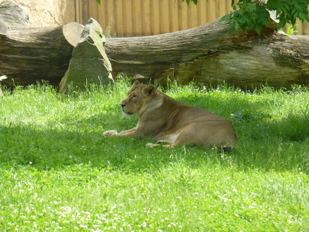 Пражский зоопарк - Наиля 