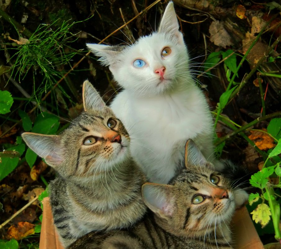 Три котёнка - Тамара 