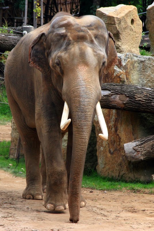 Красавец индийский слон - Leo 