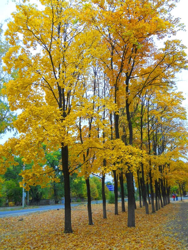 Осень - прекрасное время года :) - Галина Медведева