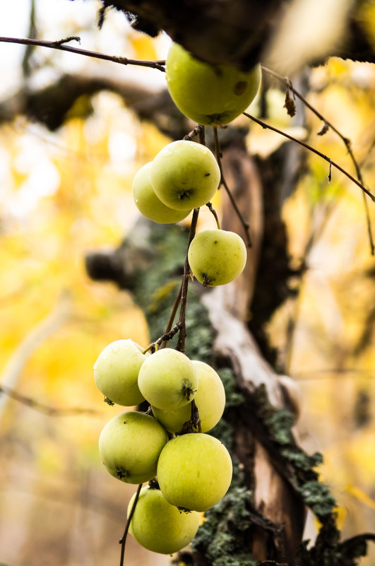 яблочки в заброшенном саду - Наталья Макарова