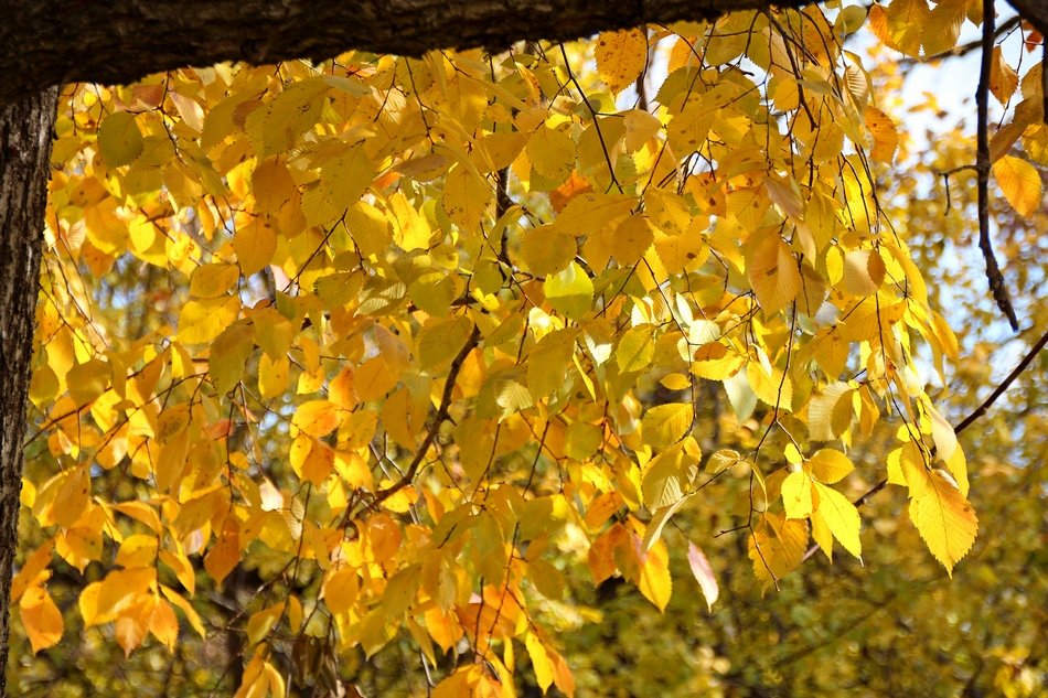 Осенний занавес - leoligra 