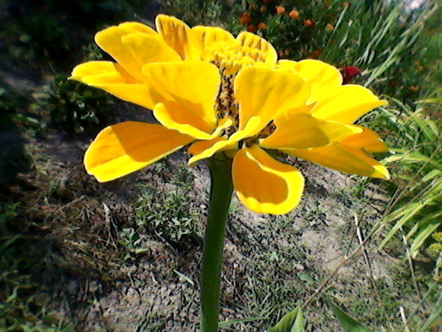 Жёлтый цветок - Миша Любчик