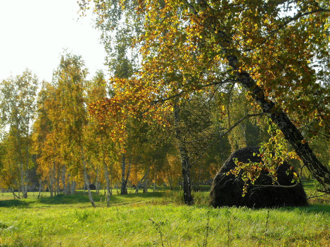 Осень цвета янтаря. - nadyasilyuk Вознюк