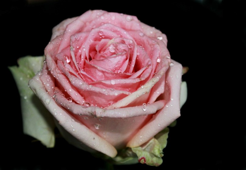 Розовая роза. - Elena Klimova