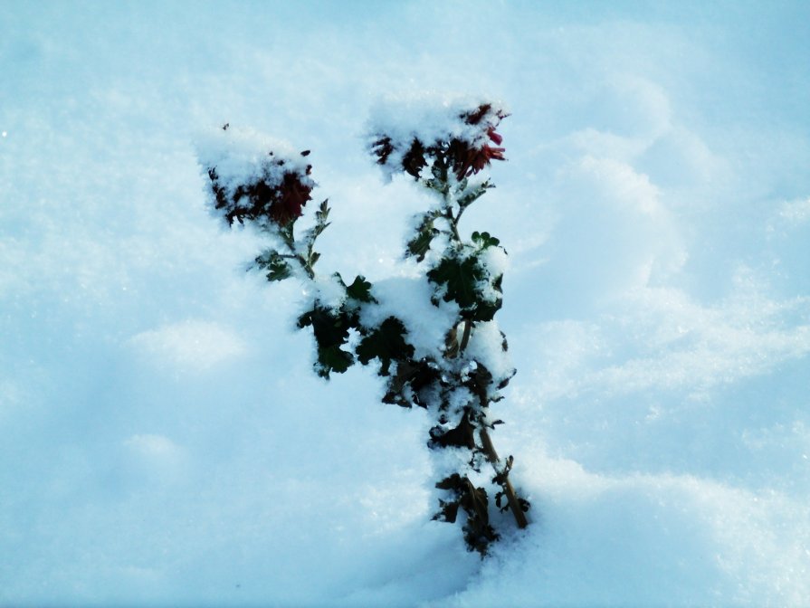 Хризантемы в снегу. - Ксения Куривчак