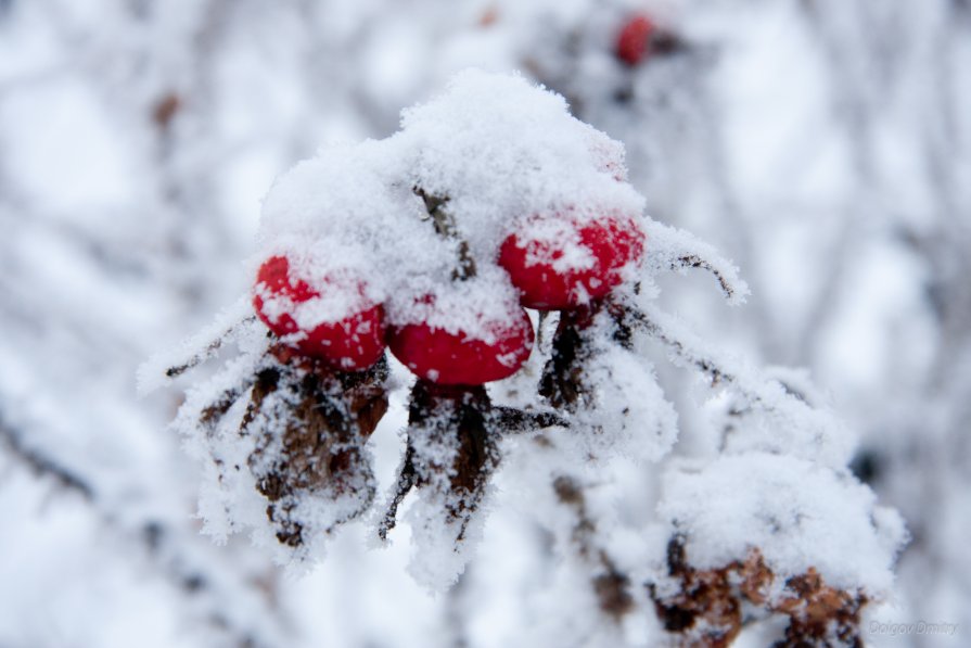 Снежные ягоды - Дмитрий Долгов